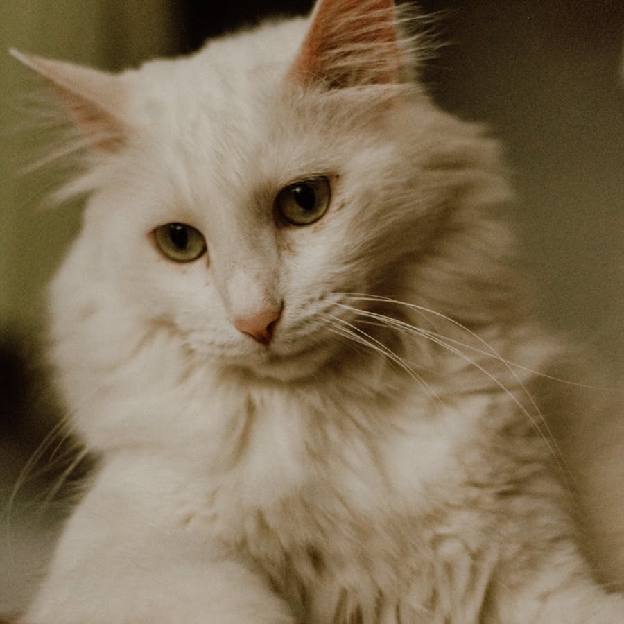 Gato con identificación