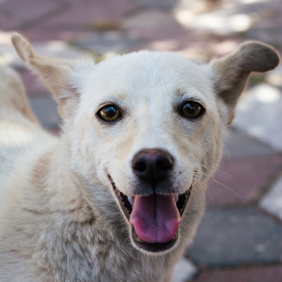 Perro feliz