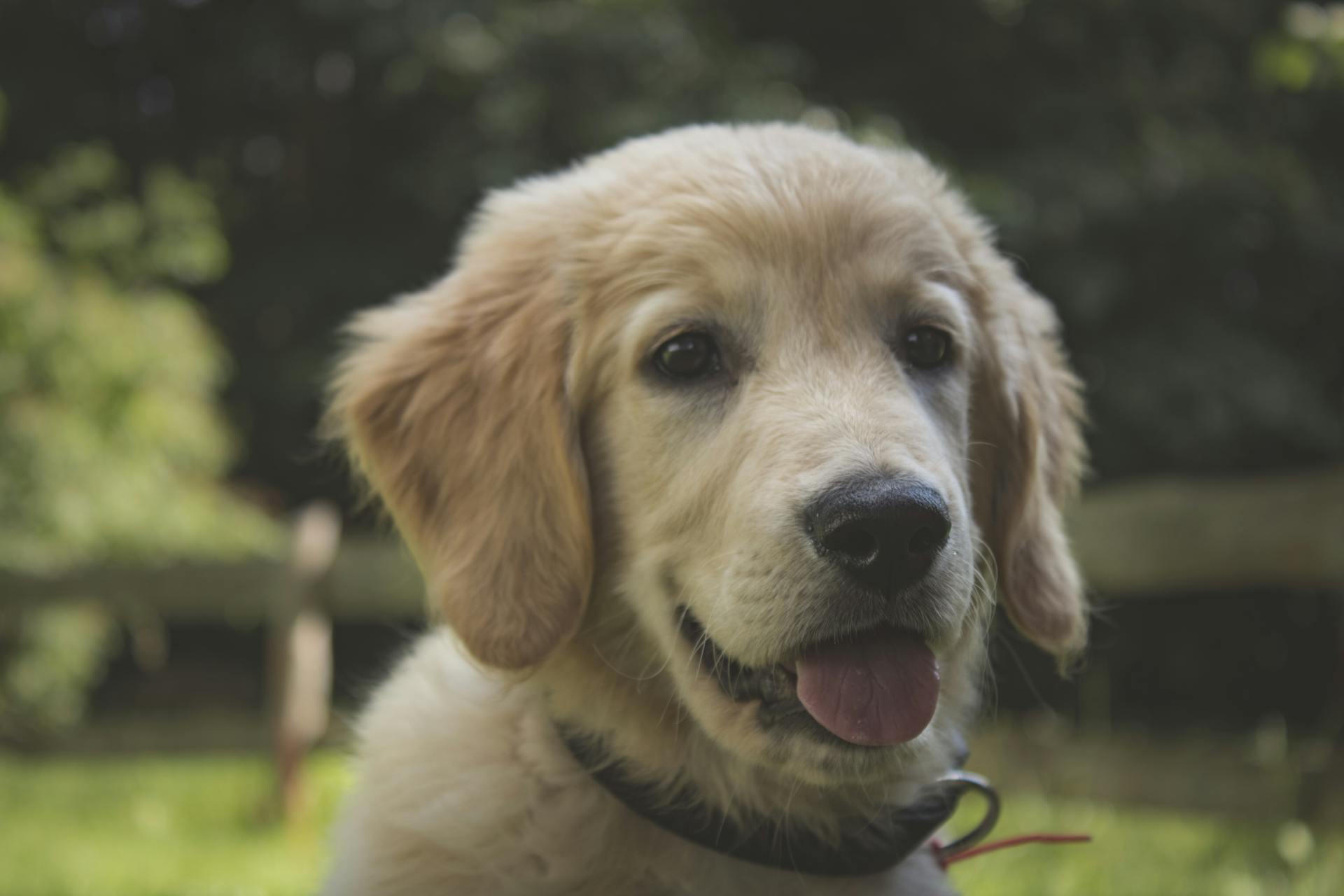 Perro usando una identificación para volver con su familia
